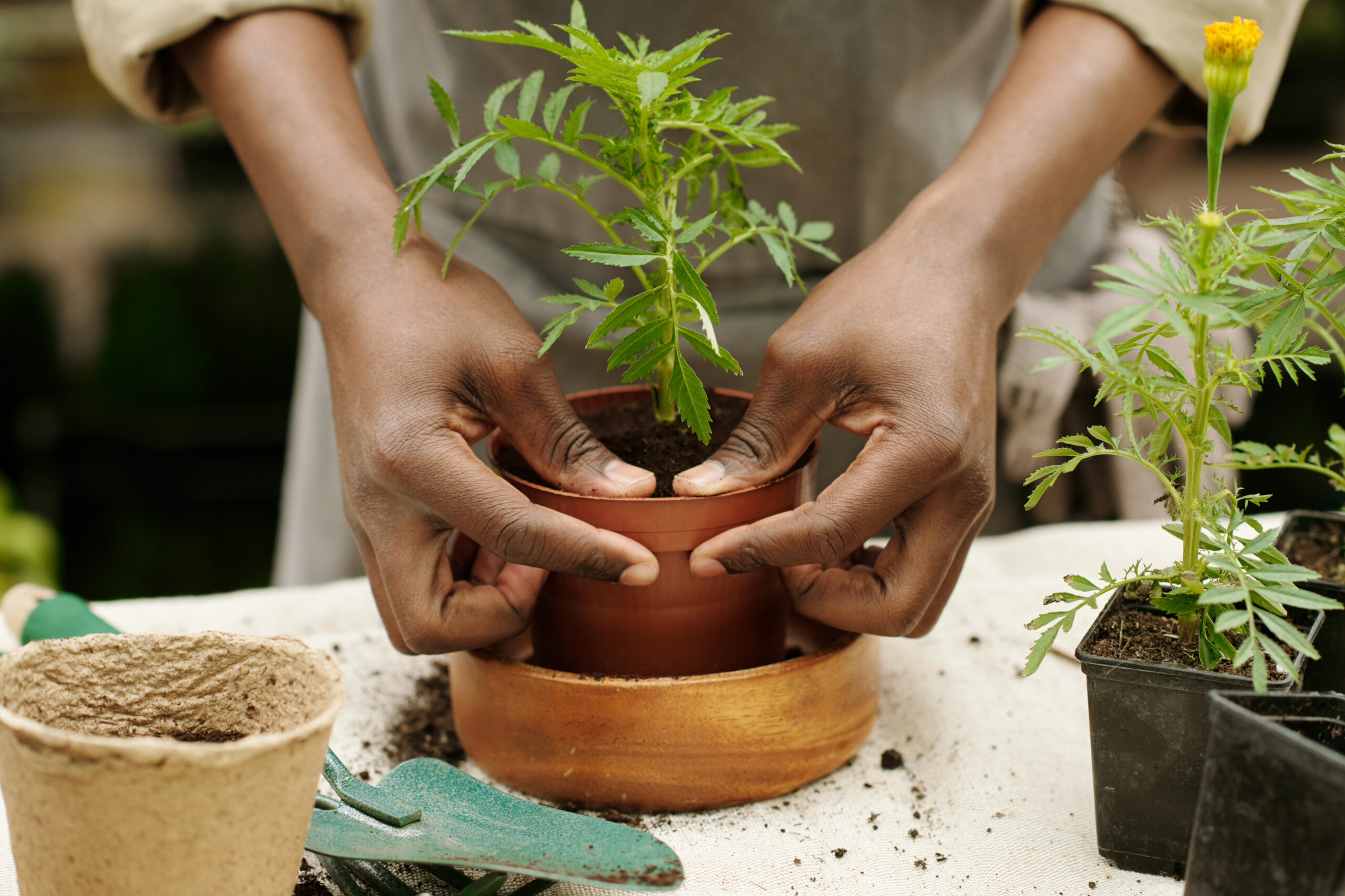 Professional Florist Planting Flowers